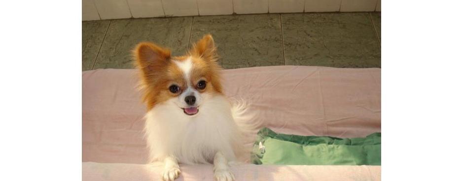 蝴蝶犬造型全攻略｜优雅迷人外表的秘密