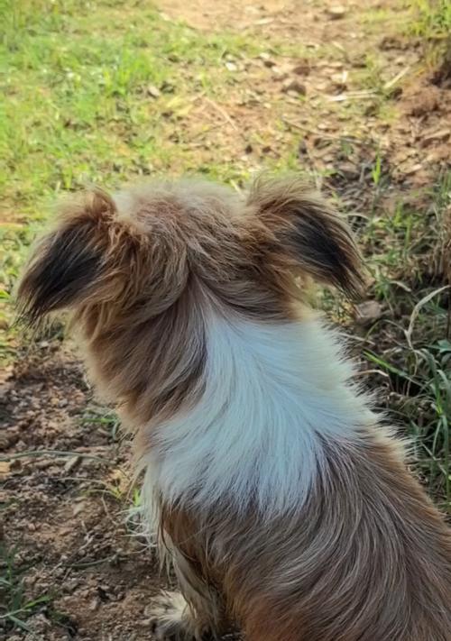 蝴蝶犬造型全攻略｜优雅迷人外表的秘密