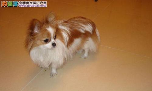 蝴蝶犬造型全攻略｜优雅迷人外表的秘密