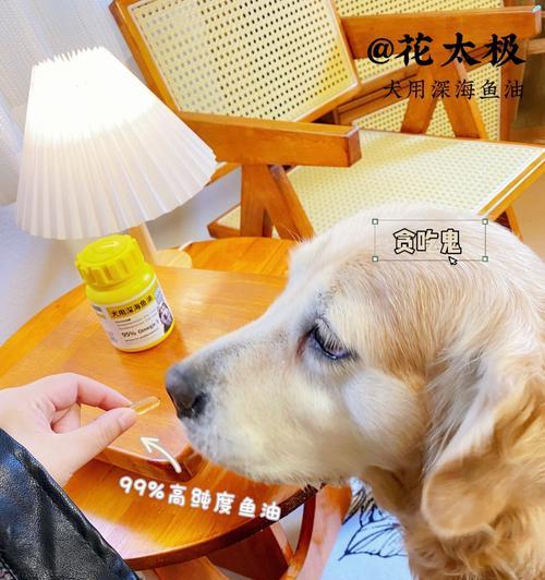 宠物老龄营养补充指南｜健康长寿关键