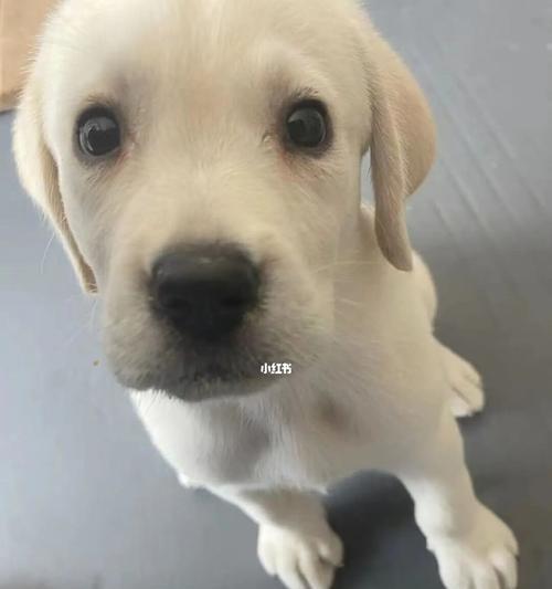 四个月大拉布拉多药物需求｜幼犬保健实用指南