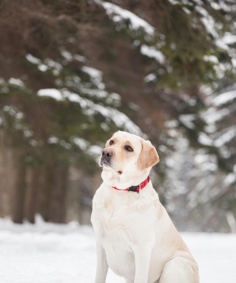 四个月大拉布拉多药物需求｜幼犬保健实用指南