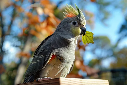 鹦鹉单眼伤风症状与治疗全攻略｜宠物鸟疾病护理指南