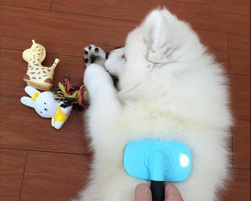 萨摩耶掉毛周期与原因全攻略｜科学护理减少掉毛