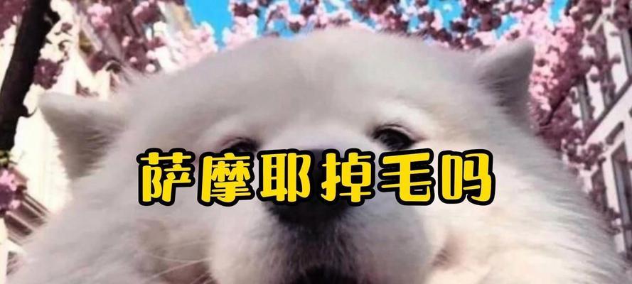 萨摩耶掉毛周期与原因全攻略｜科学护理减少掉毛