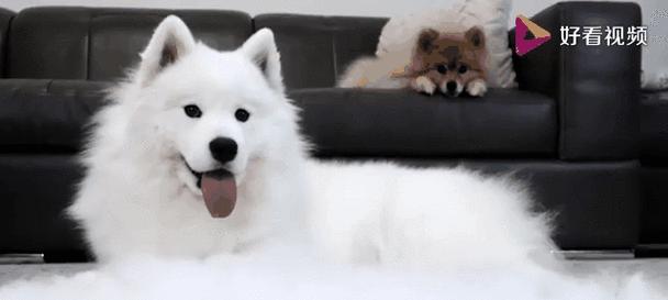 萨摩耶掉毛周期与原因全攻略｜科学护理减少掉毛