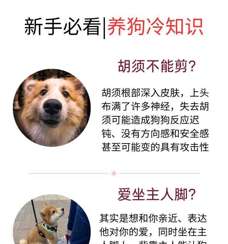 狗狗喷皮肤药水舔食时间全攻略｜科学用药不盲目