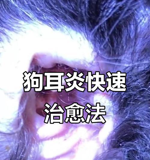 预防狗狗耳朵感染的有效方法｜宠物耳朵健康全攻略