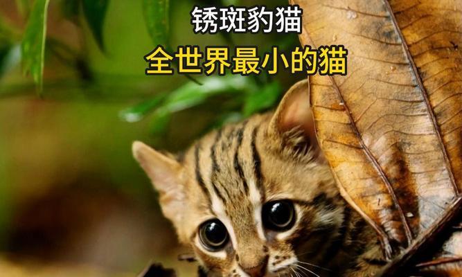探秘世界上最小的猫咪——锈斑豹猫的神奇能力｜全攻略