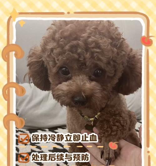 狗狗指甲修剪频率全攻略｜如何判断修剪时机