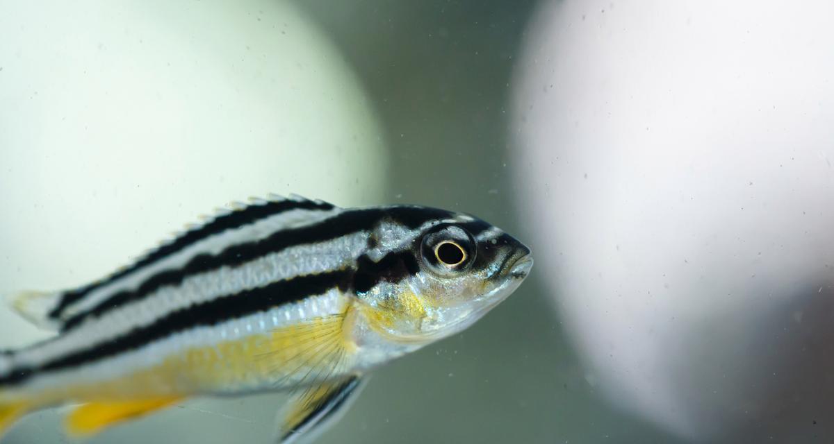 观赏鱼寿命全攻略｜揭秘常见品种寿命差异