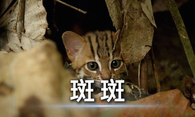 探秘世界上最小的猫咪——锈斑豹猫的神奇能力｜全攻略
