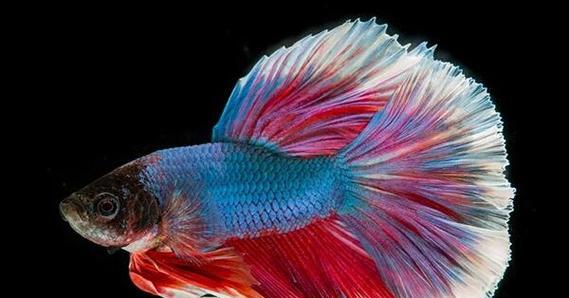 观赏鱼寿命全攻略｜揭秘常见品种寿命差异