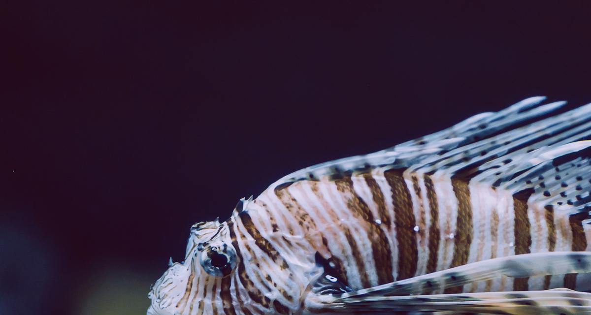 观赏鱼寿命全攻略｜揭秘常见品种寿命差异