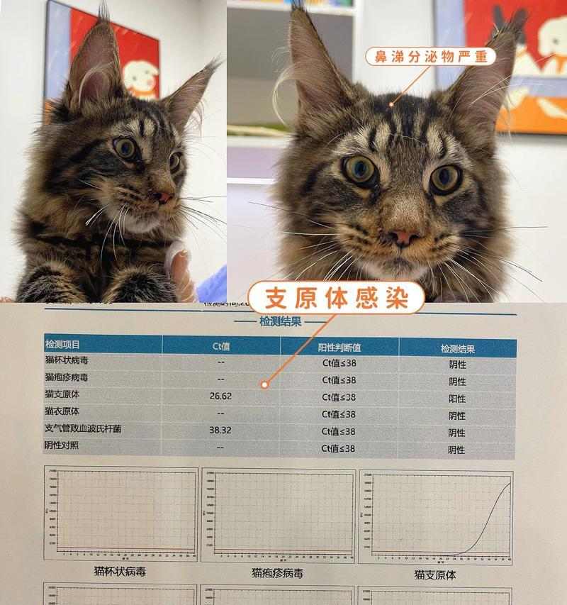 猫支原体感染全攻略｜预防与治疗关键要点