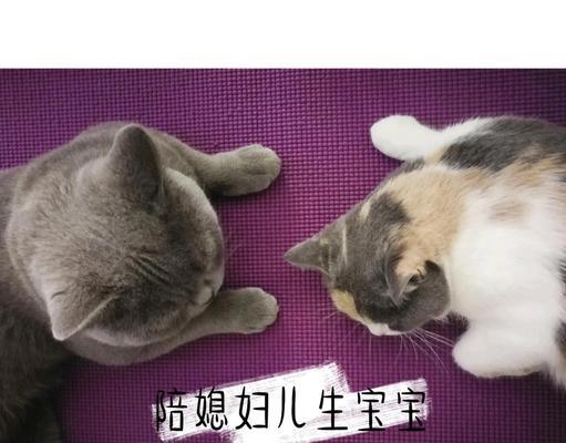 母猫分娩全过程及注意事项｜实用指南