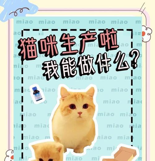 母猫分娩全过程及注意事项｜实用指南