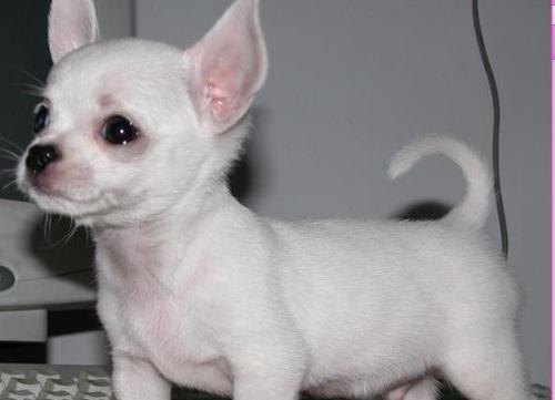 长不大的狗全攻略｜这些犬种永远可爱迷人