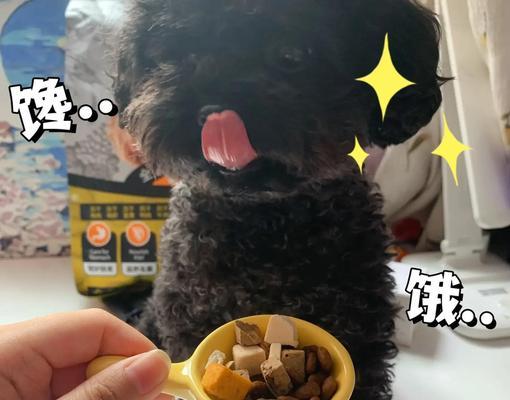 泰迪狗狗喂养指南｜不同阶段狗粮摄入量计算方法