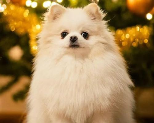 长不大的狗全攻略｜这些犬种永远可爱迷人