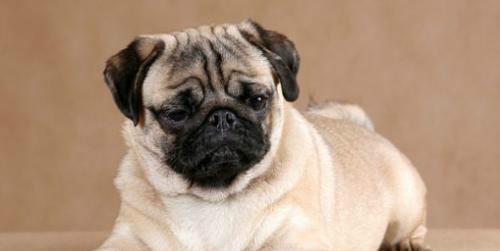 长不大的狗全攻略｜这些犬种永远可爱迷人