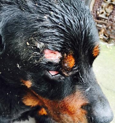 狗狗被咬伤皮肤问题处理指南｜家庭应急护理全攻略