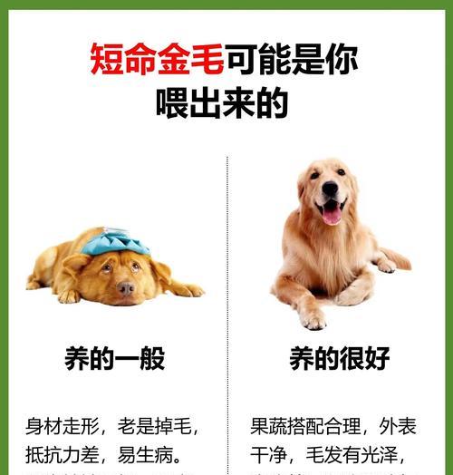 金毛配种后怀孕检测时机与方法全攻略｜宠物养护实用指南