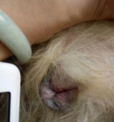 金毛配种后怀孕检测时机与方法全攻略｜宠物养护实用指南