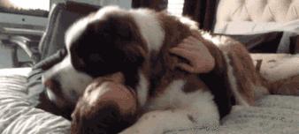 如何减轻狗狗对烟花爆竹的恐惧｜铲屎官实用指南