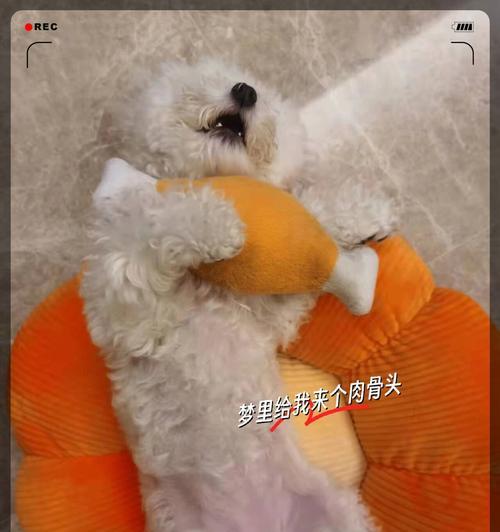 如何减轻狗狗对烟花爆竹的恐惧｜铲屎官实用指南