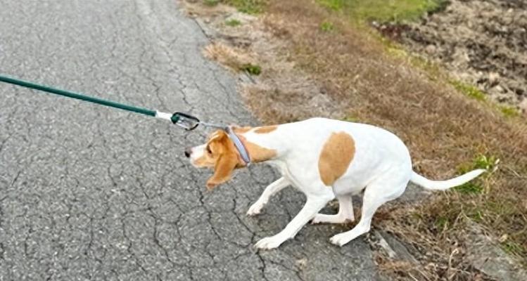 如何减轻狗狗对烟花爆竹的恐惧｜铲屎官实用指南