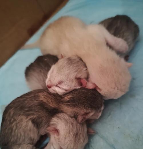 小猫睁眼时间及视力发展指南｜宠物养护核心技巧