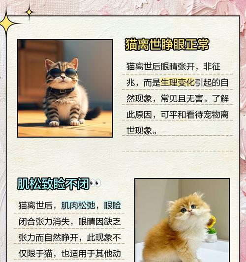 小猫睁眼时间及视力发展指南｜宠物养护核心技巧