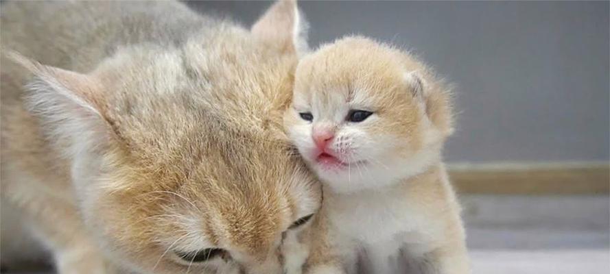 小猫睁眼时间及视力发展指南｜宠物养护核心技巧