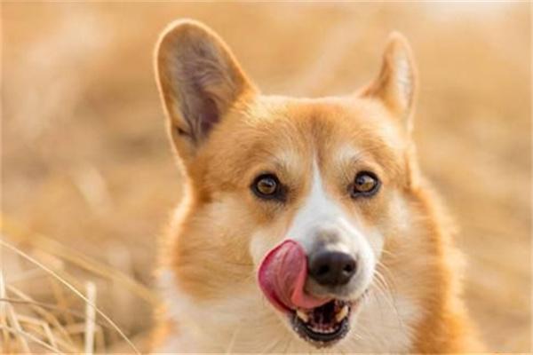 柯基犬断尾是否必要？全攻略告诉你答案