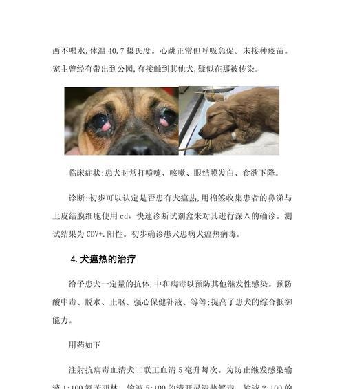 犬瘟治疗需要多久｜全面了解治疗过程与时间