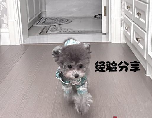 狗狗绝育后多久可以喝水｜实用指南