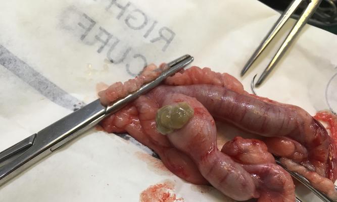 狗狗绝育后多久可以喝水｜实用指南