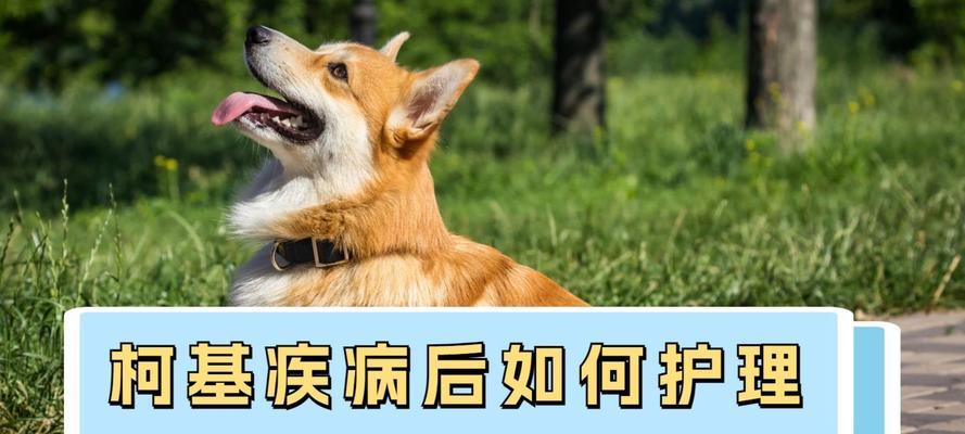 狗狗绝育后多久可以喝水｜实用指南