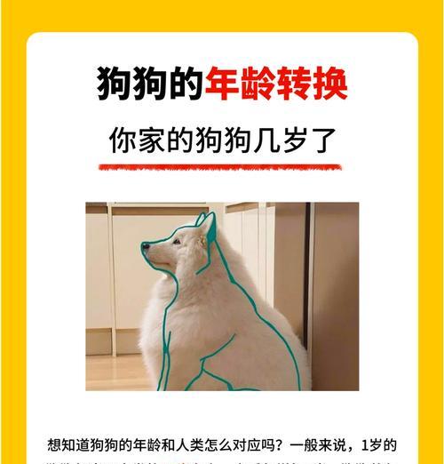 狗狗冷知识全攻略｜养狗人必知的50个秘密