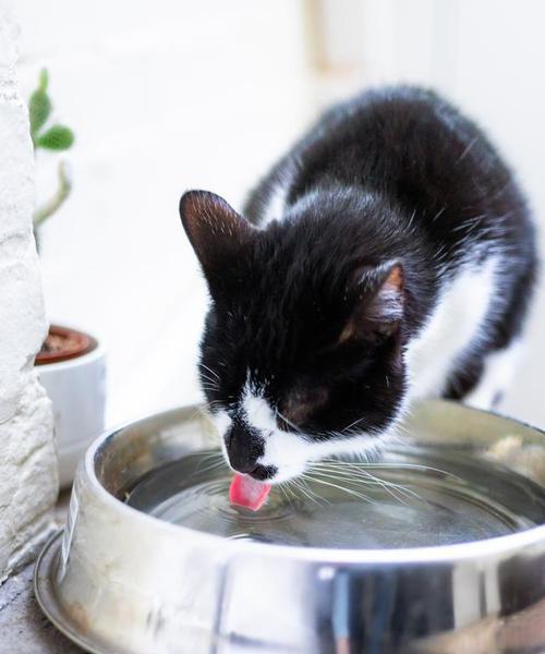猫咪饮水习惯全攻略｜了解喝水需求与健康影响