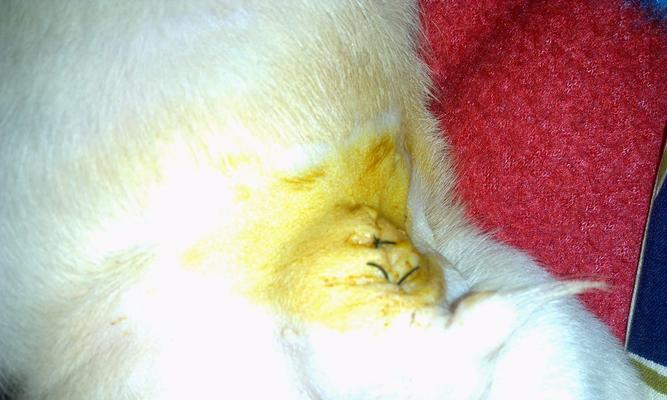 狗手术后康复时间及护理要点｜实用指南