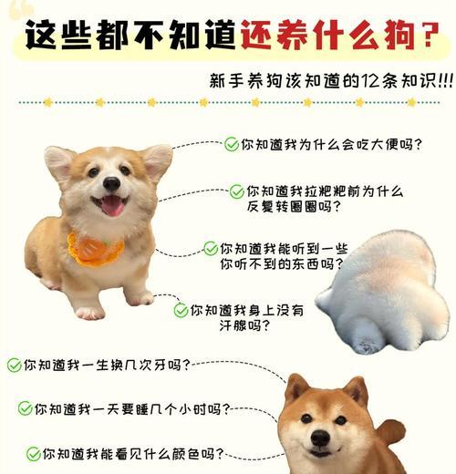 狗狗冷知识全攻略｜养狗人必知的50个秘密