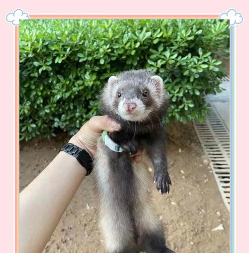 幼貂排便习惯全攻略｜科学护理助健康成长