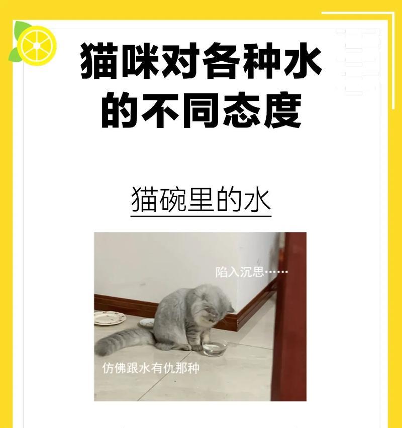猫咪饮水习惯全攻略｜了解喝水需求与健康影响