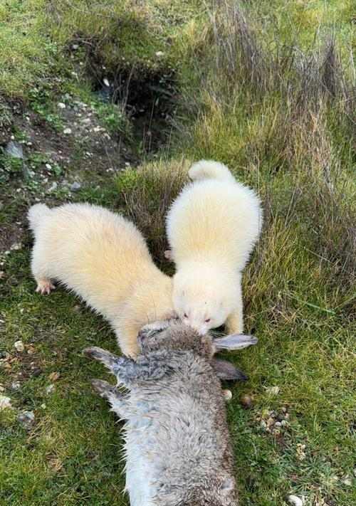 幼貂排便习惯全攻略｜科学护理助健康成长