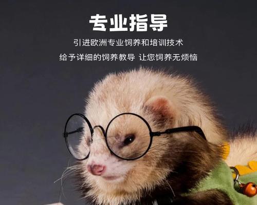 幼貂排便习惯全攻略｜科学护理助健康成长