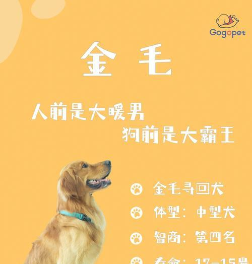 金毛犬饮食标准与肥胖判断｜科学养护实用指南