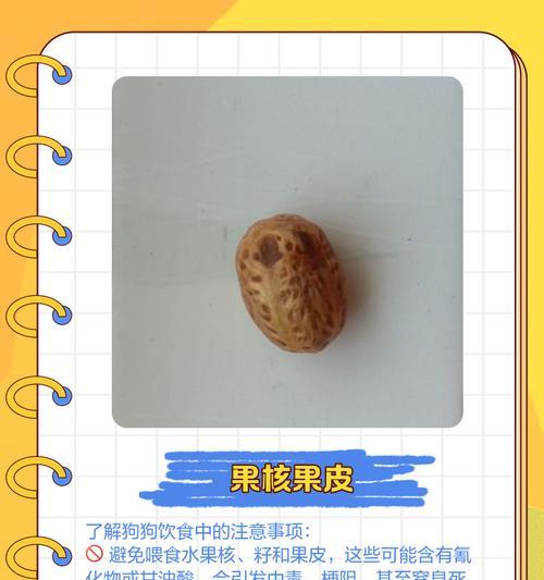 金毛犬饮食标准与肥胖判断｜科学养护实用指南