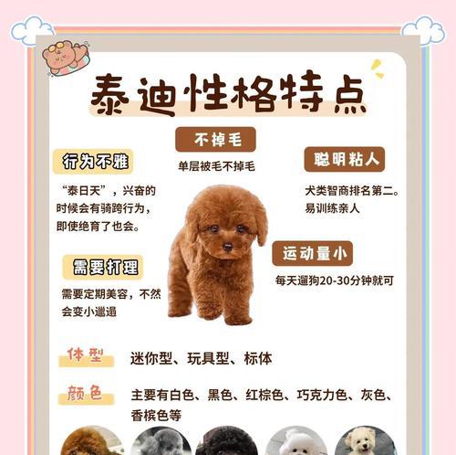 泰迪狗繁殖周期全攻略｜了解生小狗间隔时间